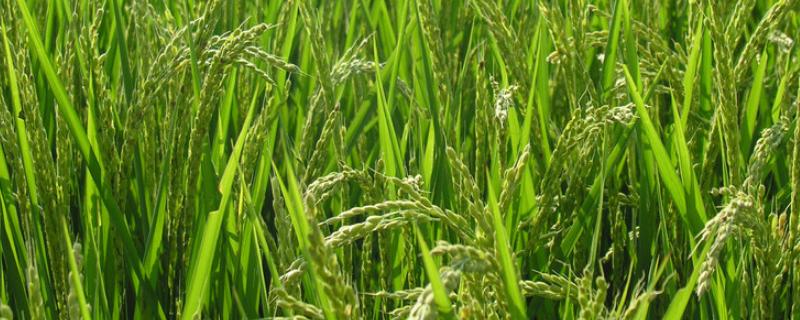 兆粳688水稻种子特征特性，全生育期为146.6天