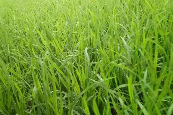 徽香粳977水稻品种的特性，每亩栽插6万穴左右