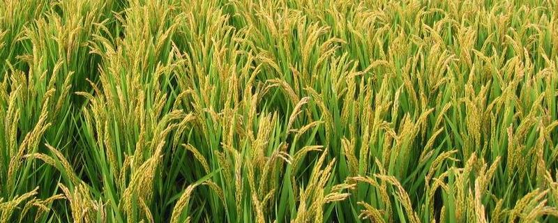 旱优737水稻品种简介，播种深度2-4厘米