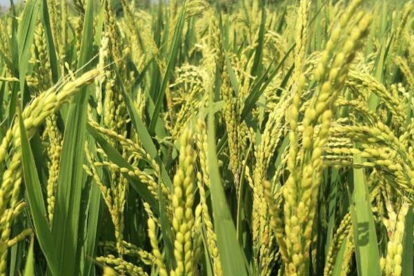 安红8号水稻品种简介，每亩基本苗7万左右