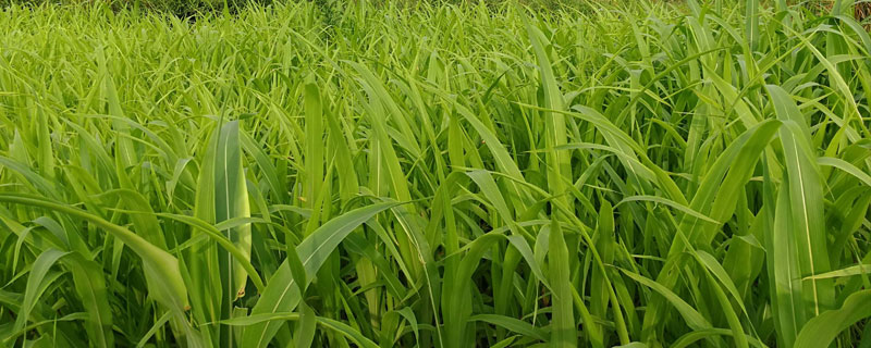 天两优6356水稻品种的特性，全生育期为135.3天