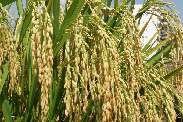 酷秀莉占水稻种简介，亩秧田播种量10-15千克