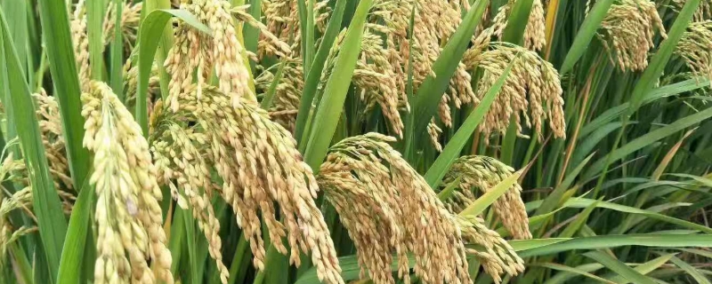 金禾粳868水稻种简介，全生育期为140.9天