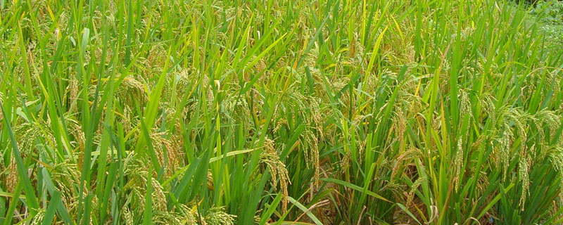 武美占水稻品种的特性，中抗稻曲病（病穗率3%）