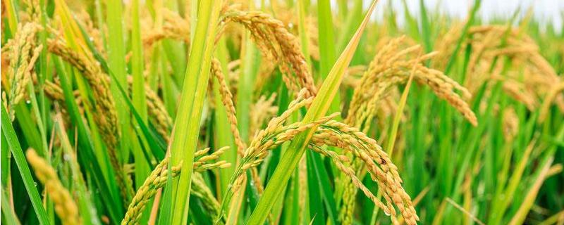 科占9号水稻种子介绍，中籼常规水稻品种