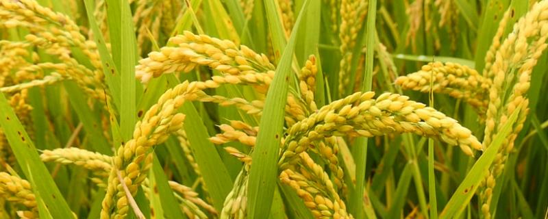 生两优5603水稻种子简介，亩秧田播种量10-15千克