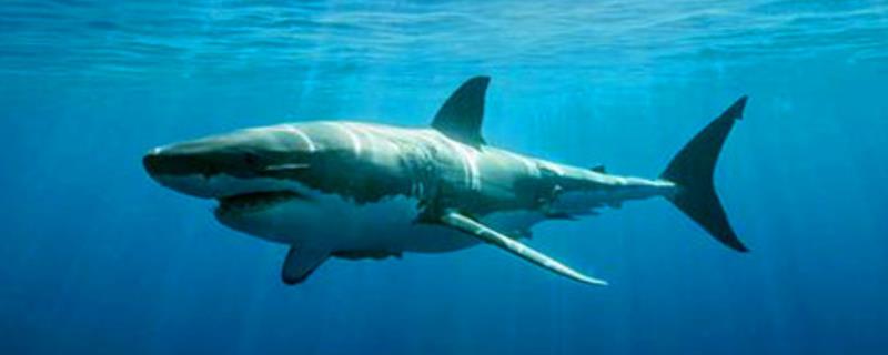 鲨鱼的种类大全，全世界共有8目