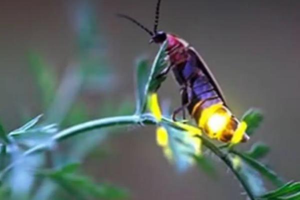 萤火虫长大后吃什么，特别喜欢捕食蜗牛