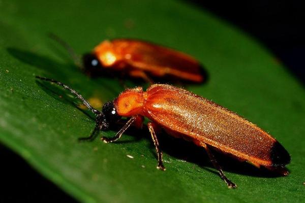 萤火虫长大后吃什么，特别喜欢捕食蜗牛