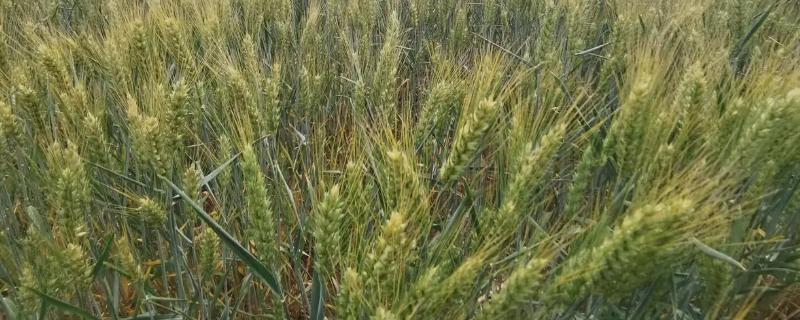 师栾02-1小麦品种介绍，是半冬性中熟的小麦品种