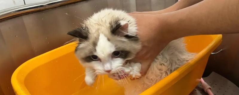 猫咪洗完澡不吹干会怎样，会导致感冒、毛发打结或患上皮肤病等