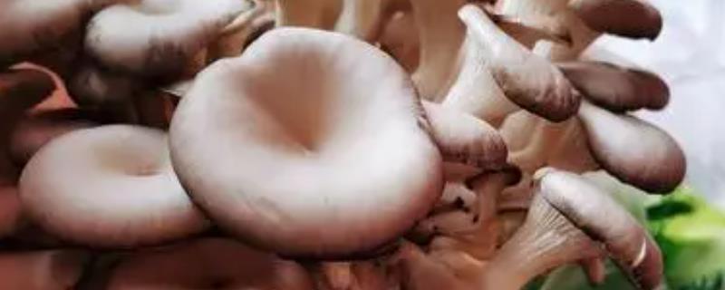 凤尾菇和平菇的区别，外观、生长环境、价格均不同
