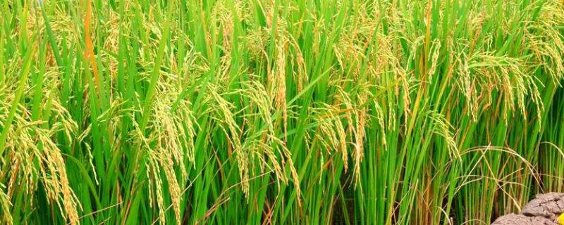 裕晶优丝占水稻品种简介，中籼三系杂交水稻品种