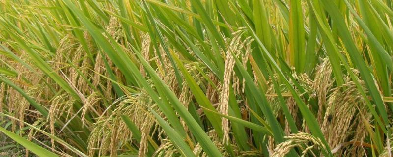 豪优丝苗水稻品种简介，全生育期为130.6天