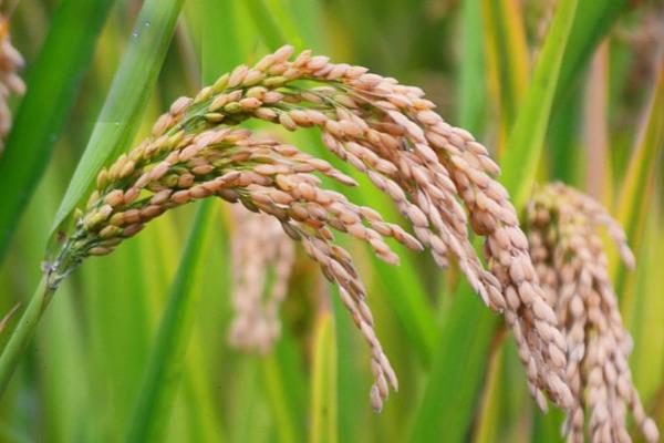 灵两优瑞占水稻种简介，中籼两系杂交水稻品种