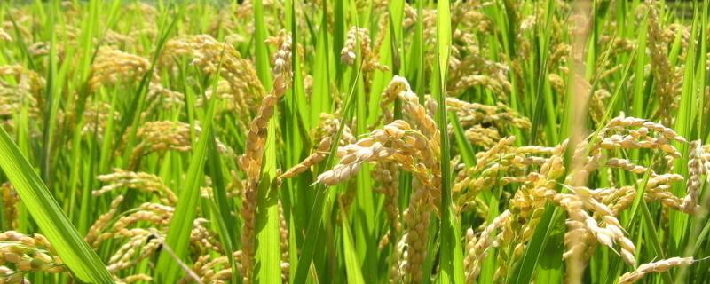 宣粳6号水稻种简介，每亩栽插6万穴左右