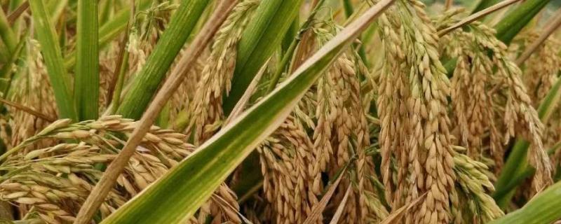 古S水稻种子特点，在福建沙县5月12日播种