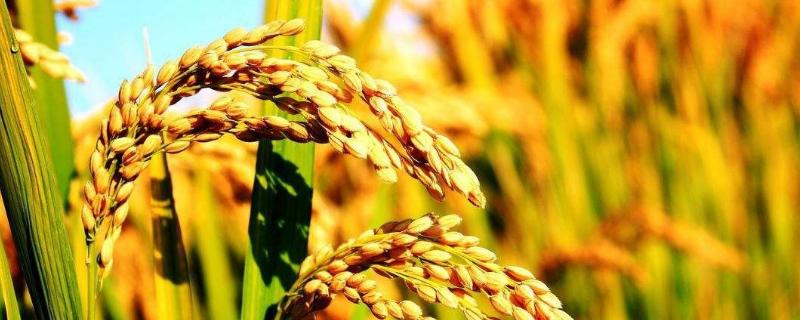 野香优683水稻品种的特性，每亩有效穗数16.8万