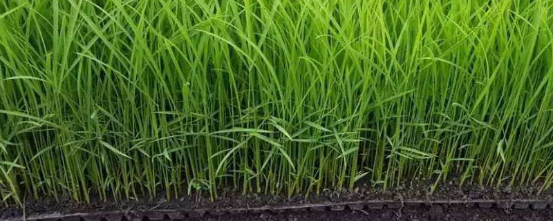 福兴优明占水稻种简介，每亩有效穗数17.5万