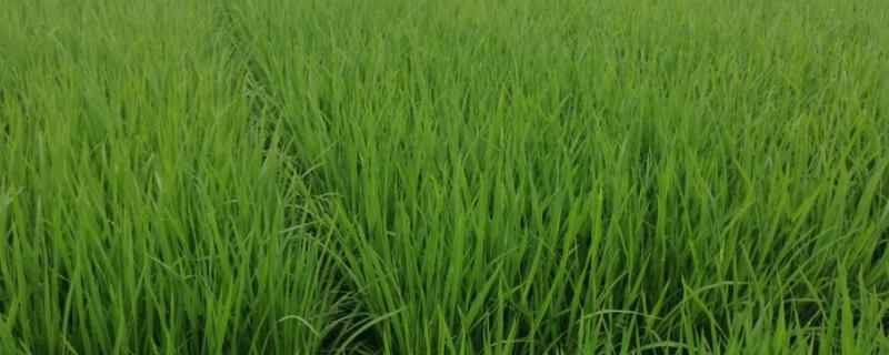 茉两优618水稻种子特征特性，每亩插足基本苗5万以上