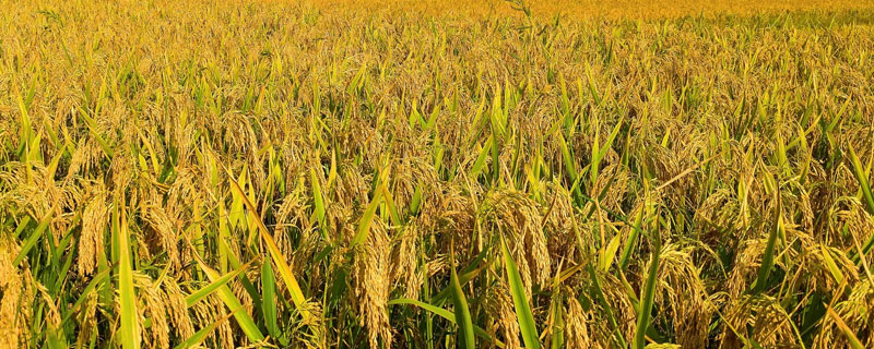 宁12优156水稻种子简介，秧田播种量每亩12.5千克