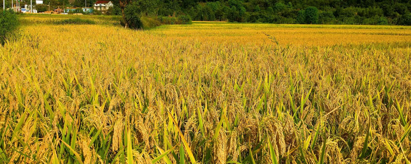 山两优玉丝水稻品种简介，每亩插足基本苗6万以上
