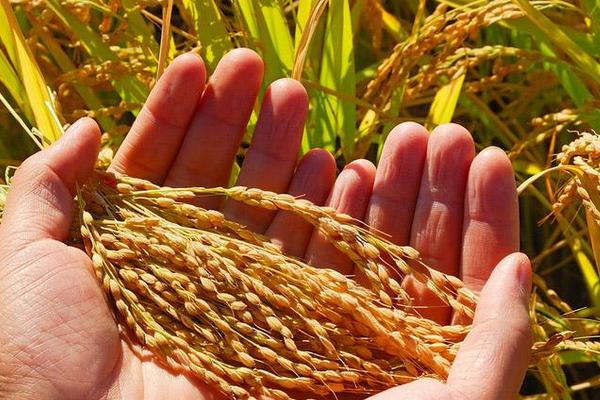 广8优699水稻品种的特性，全生育期140.3天