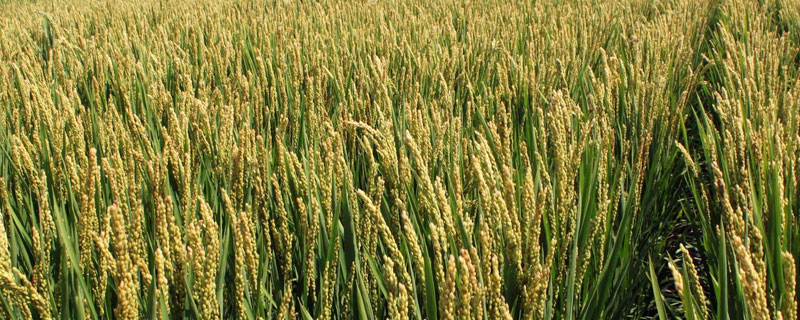 糯两优红九水稻种子特征特性，每亩有效穗数19.1万
