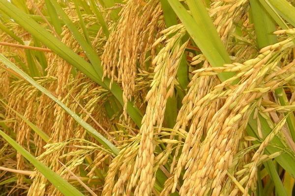 菁两优533水稻种子特点，秧田播种量每亩10千克