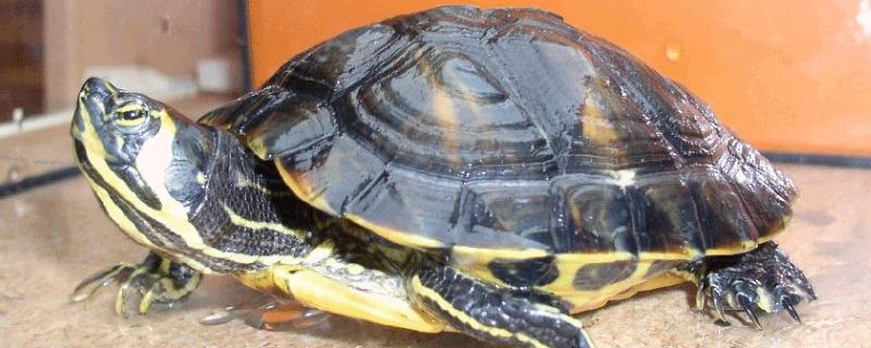 黄耳龟是不是巴西龟的一个品种，属于巴西龟里面的常见亚种