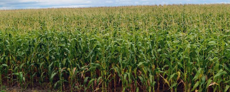 种植高油玉米怎么整地施肥，深耕后要耙碎颗粒、再施肥起垄