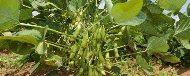 南农57大豆品种简介，夏播全生育期平均97天