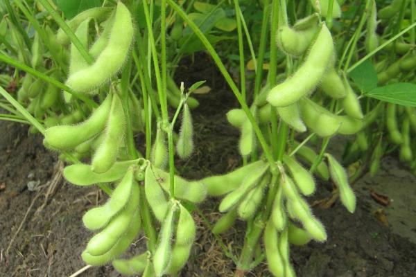 赣豆17号大豆品种简介，密度1.7万株/亩