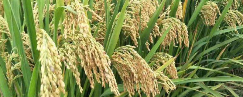 桔两优京贵占水稻种子简介，秧田播种量每亩10-12公斤