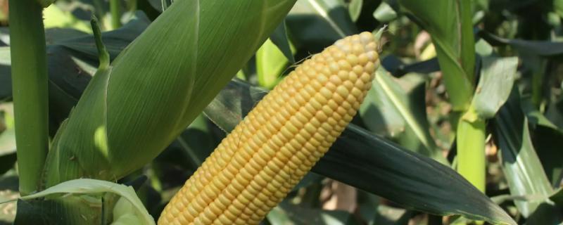 DHN368玉米种子介绍，平均生育期102.0天