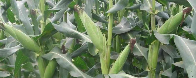 ZB1902玉米种简介，适宜密度4500株/亩