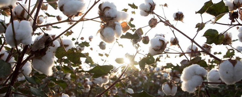 豫棉703棉花种简介，转单价抗虫基因常规夏棉品种