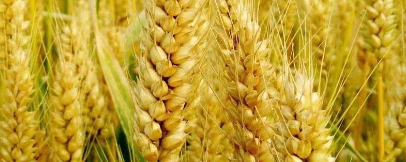 玉脉6号小麦种子特点，高抗条锈病