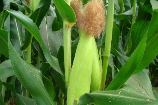 好玉4号玉米种子特征特性，注意防治灰斑病