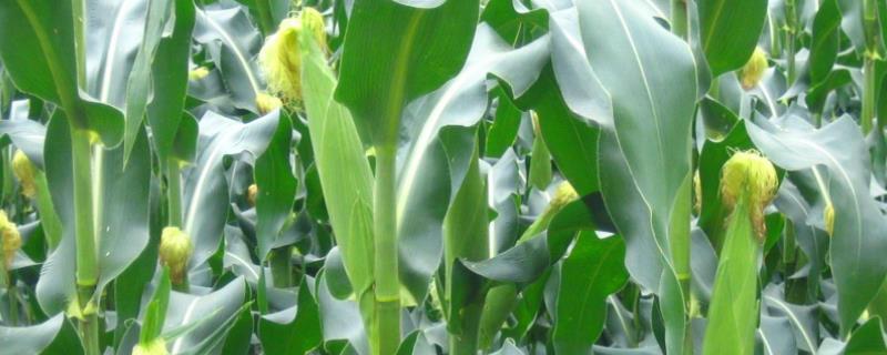 筑糯20号(区试名称：筑甜糯6号)玉米种子特点，后期注意防治大斑病