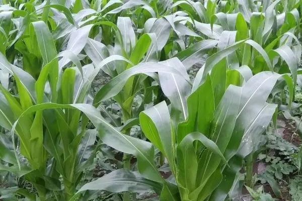 油青玉106(区试名称：油玉106)玉米品种简介，种植密度为4000株/亩左右
