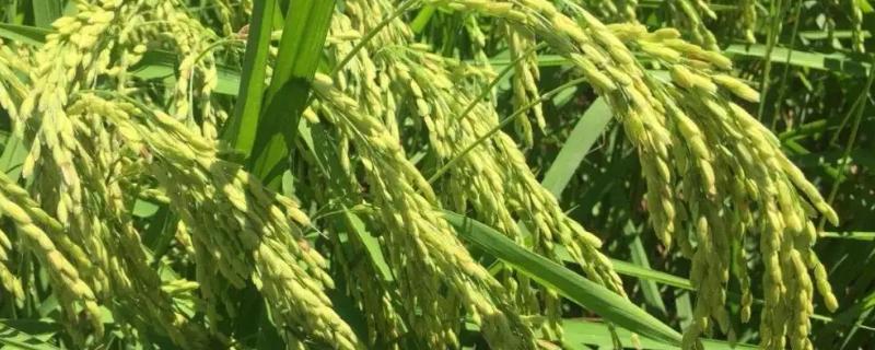 两优819水稻种子特点，全生育期为145.9天
