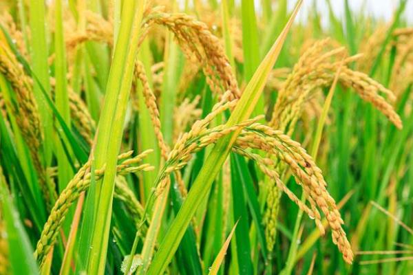 两优819水稻种子特点，全生育期为145.9天