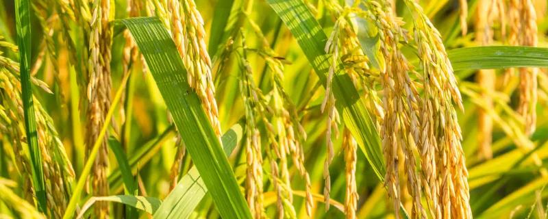 黔宁粳17(区试名称：黔粳17)水稻种简介，适宜栽插密度1.6万～2.0万穴/亩