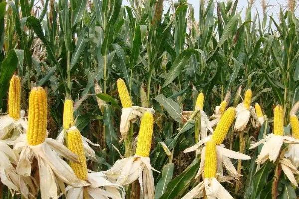 大京九178玉米种子特征特性，4月中旬至5月上旬播种