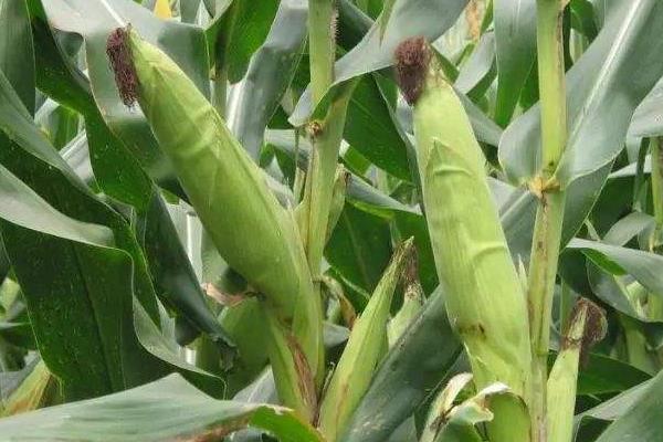 谷育217玉米种简介，种植密度每亩4500株