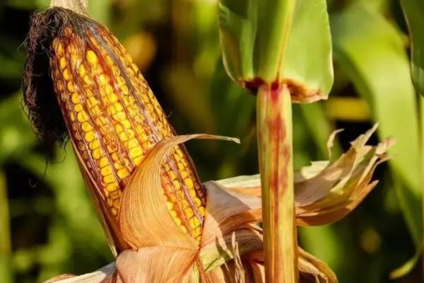 谷育217玉米种简介，种植密度每亩4500株