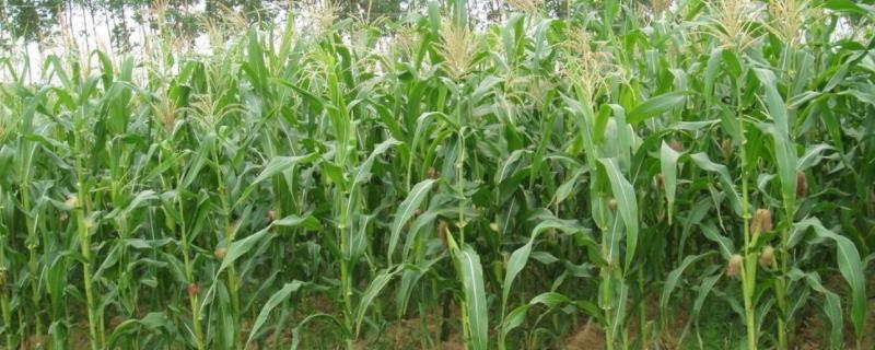 谷育217玉米种简介，种植密度每亩4500株
