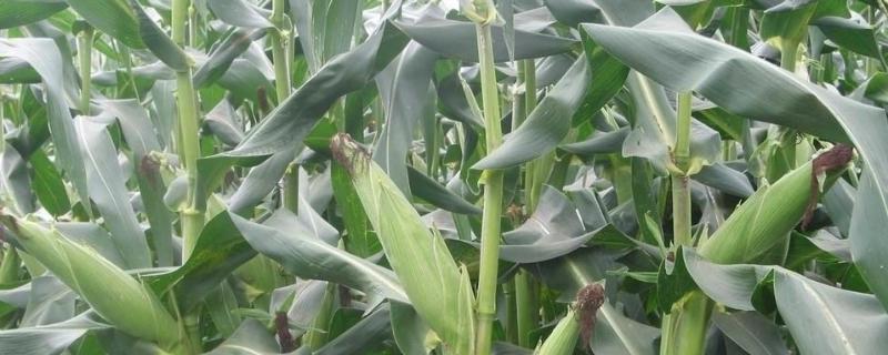 亚盛9号玉米种子简介，4月中上旬播种