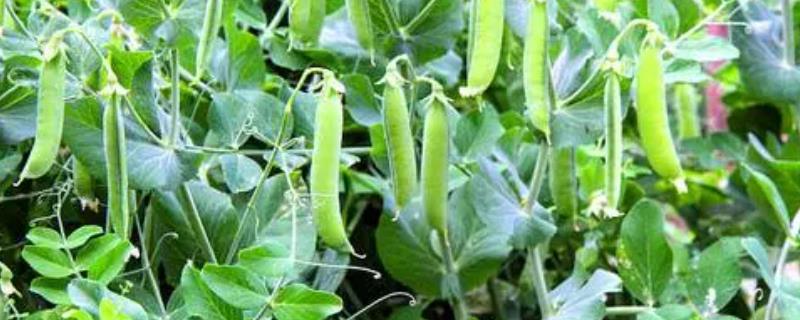 豌豆具有什么的性状，是自花传粉且闭花授粉